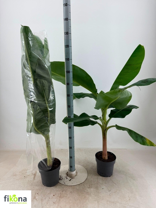 MUSA DWARF CAVENDISH