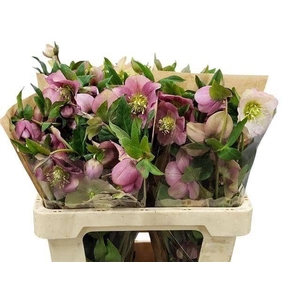 HELL OR QUEENS L PIN