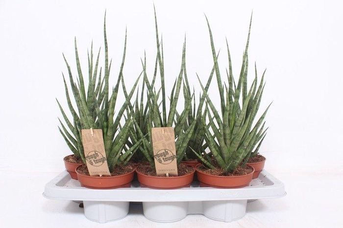 <h4>Sansevieria Torch</h4>