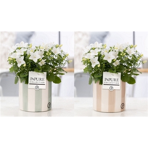 Campanula Atlanta Pure Milou