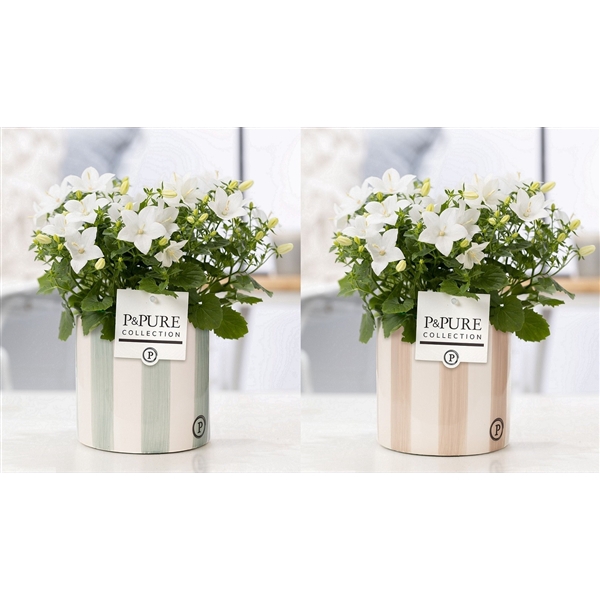 Campanula Atlanta Pure Milou