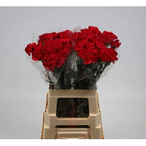 DI ST DON PEDRO chambre