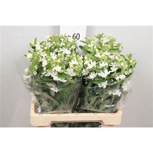 Oxypetalum coer. 'Perf White Harmo'