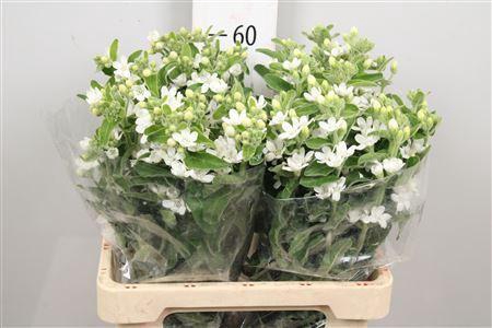 <h4>Oxypetalum coer. 'Perf White Harmo'</h4>