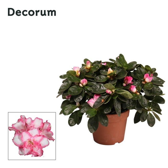 <h4>Azalea 'bont' 22 - 25 cm Decorum</h4>