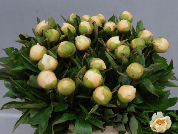 <h4>PAEO CLAIRE DE LUNE</h4>