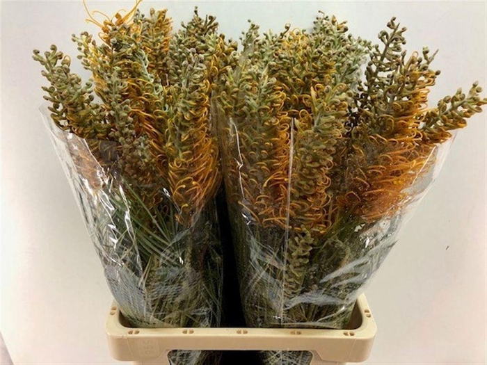 <h4>Grevillea Honey Gem</h4>