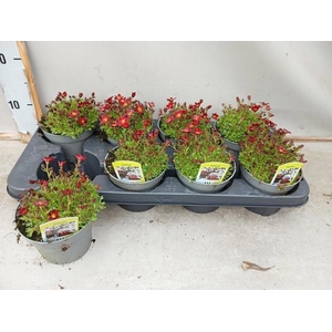 SAXIF AR TOUR DP RED