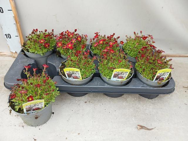 <h4>SAXIF AR TOUR DP RED</h4>