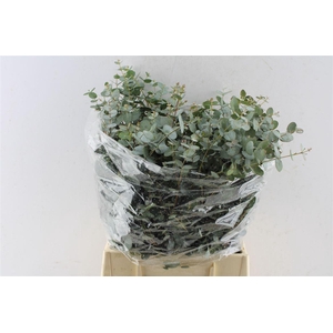 Euca Gunnii Short 150 Gram
