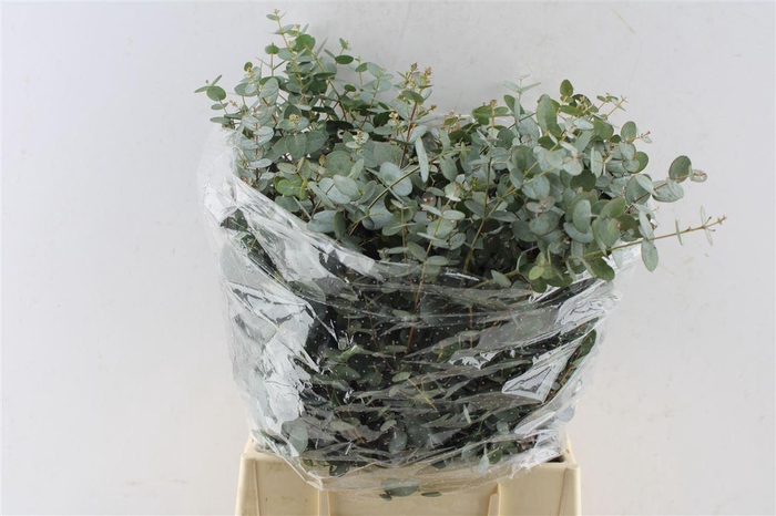 <h4>Euca Gunnii Short 150 Gram</h4>