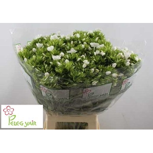 PHLOX P WHITECAP