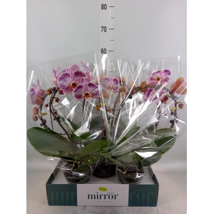 Phalaenopsis   ...orange