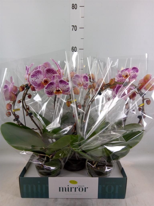 <h4>Phalaenopsis   ...orange</h4>