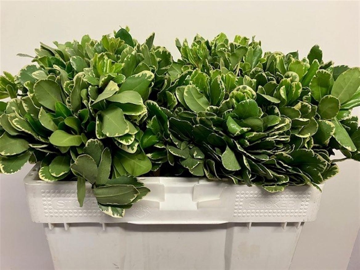 <h4>PITTOSP TO ILAN</h4>