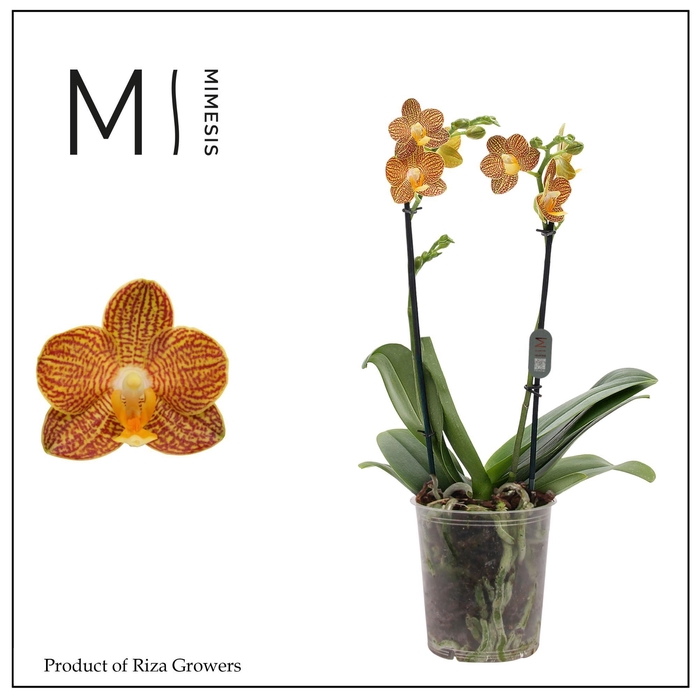 <h4>Phalaenopsis Indian Summer 2 spike - 12cm | Mimesis</h4>