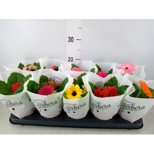 Gerbera   ...mix
