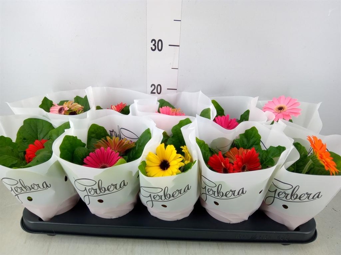 <h4>Gerbera   ...mix</h4>