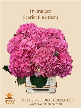 <h4>HYDR M SCARLET PINK</h4>