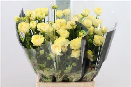 <h4>Ran N Moderna Limoncello</h4>