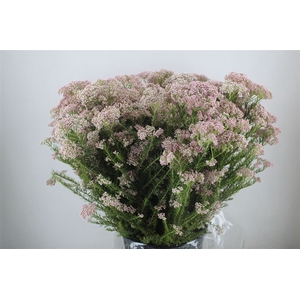 Rice Flower Pink P Bunch