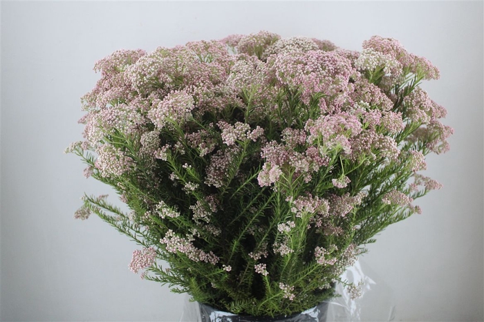 <h4>Rice Flower Pink P Bunch</h4>