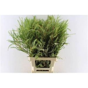 Grevilea Ivanhoe Groen