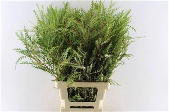 <h4>Grevilea Ivanhoe Groen</h4>