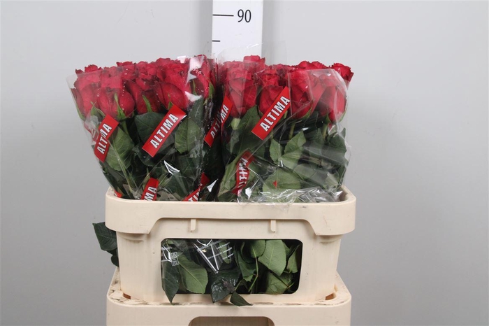 <h4>R Gr Madam Red</h4>