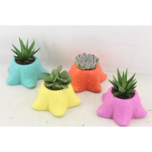 arr3 Demi - Ker. starfish mix x6