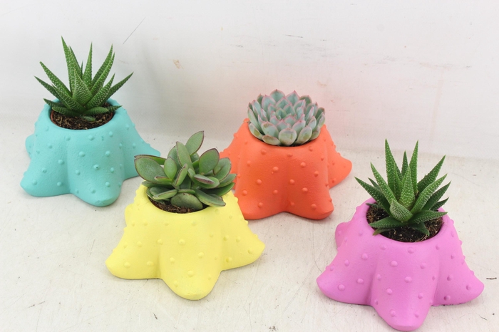 <h4>arr3 Demi - Ker. starfish mix x6</h4>