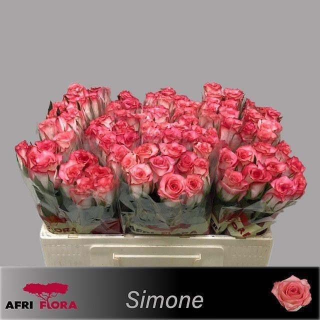 <h4>R GR SIMONE!</h4>