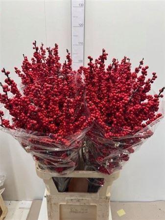 <h4>Ilex Ve Rode Bes</h4>