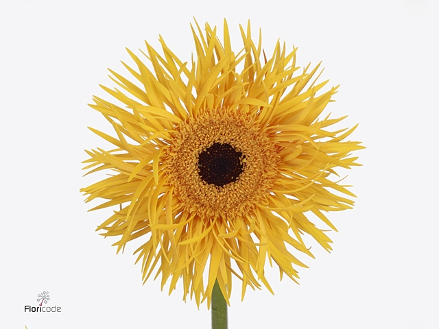 Gerbera Spider Stardust Diamond