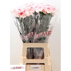 DI ST PASTEL DAMASCU