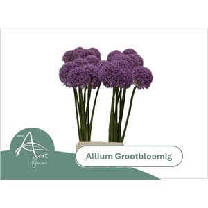 ALLIUM GROOTBLOEMIG 80 cm