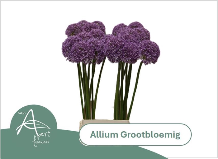 <h4>ALLIUM GROOTBLOEMIG 80 cm</h4>