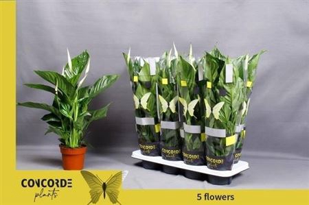 <h4>Spathiphyllum 'Sweet Ricardo'</h4>
