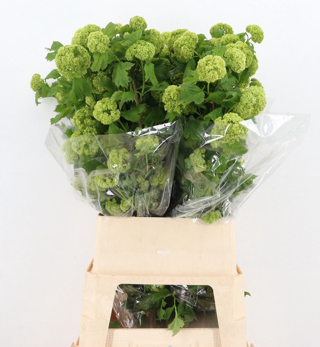 <h4>VIBURNUM ROSEUM ST</h4>