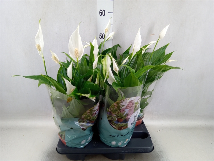 <h4>Spathiphyllum  'Pearl Cupido'</h4>