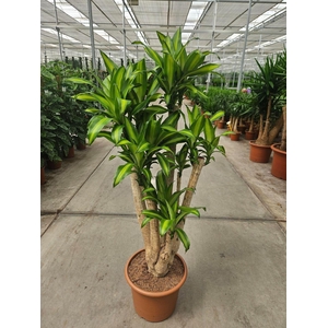 Dracaena Massangeana