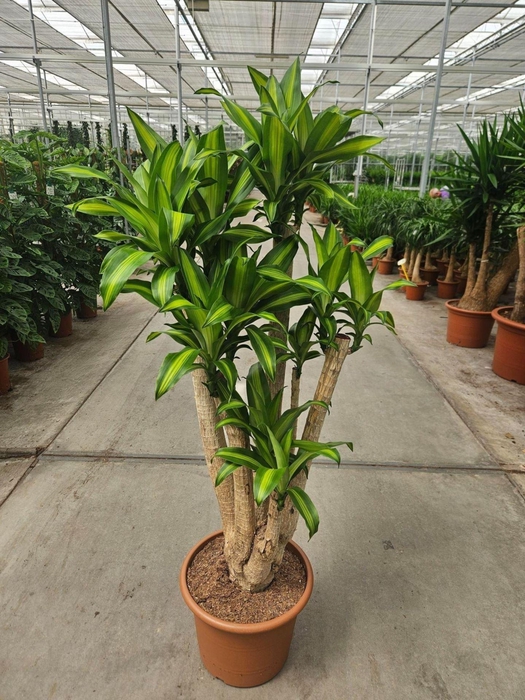 <h4>Dracaena Massangeana</h4>