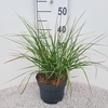 Pennisetum alopecuroides