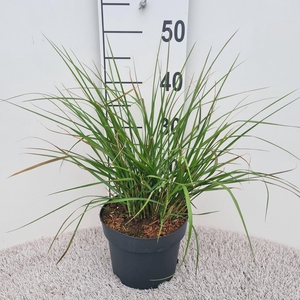 Pennisetum alopecuroides