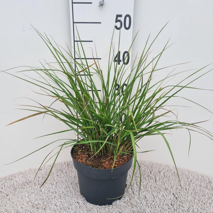 <h4>Pennisetum alopecuroides</h4>