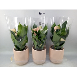 Anthurium andr. 'Joli Peach'