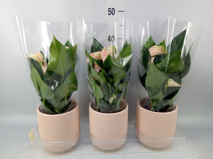 <h4>Anthurium andr. 'Joli Peach'</h4>