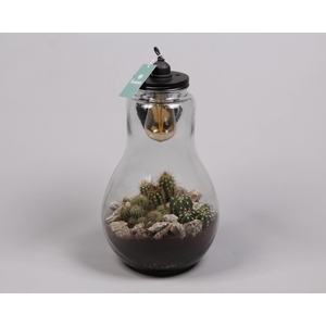 Glas Terrarium XXL met cactus en verlichting Lamp