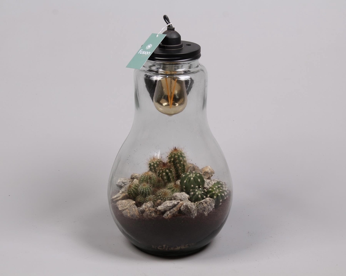 <h4>Glas Terrarium XXL met cactus en verlichting Lamp</h4>