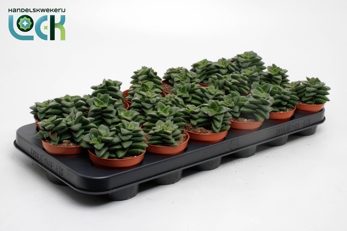 <h4>Crassula Spring Time</h4>